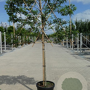 Prunus l. 'Angustifolia' 14-16 HO container 160 cm stam 120x120 scherm