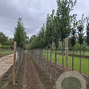 Prunus l. 'Caucasica' 10-12 HO draadkluit