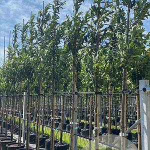 Prunus l. 'Caucasica' 12-14 HO container