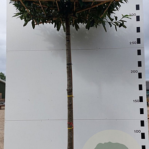 Prunus l. 'Caucasica' 18-20 HO container 240 cm stam dakvorm 120