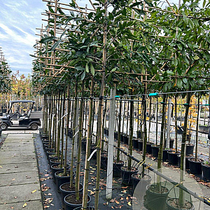 Prunus l. 'Caucasica' 8-10 HO container