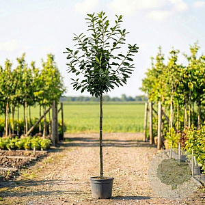 Prunus l. 'Novita' 10-12 HO container 100 cm stam