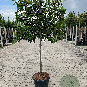 Prunus l. 'Novita' 12-14 HO container 150 cm stam 120x120 scherm