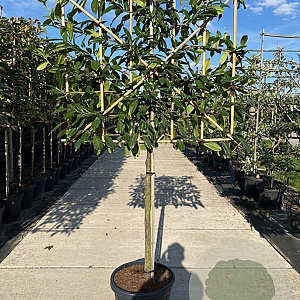 Prunus l. 'Novita' 16-18 HO container 150 cm stam 120x120 scherm