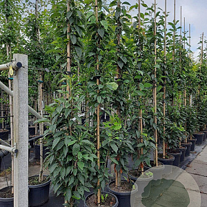 Prunus ser. 'Amanogawa' 10-12 HO container geveerd