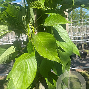 Prunus ser. 'Amanogawa' 12-14 HO container