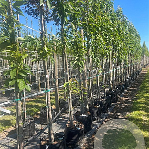 Prunus ser. 'Amanogawa' 12-14 HO container