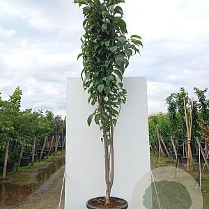 Prunus ser. 'Amanogawa' 12-14 HO container geveerd