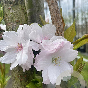 Prunus ser. 'Amanogawa' 14-16 HO container