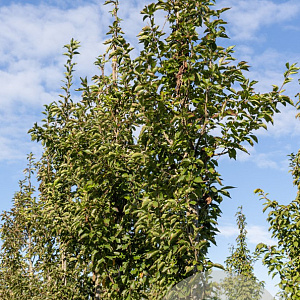 Prunus subh. 'Autumnalis Rosea' 10-12 HO draadkluit