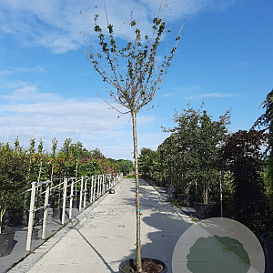 Prunus subh. 'Autumnalis Rosea' 14-16 HO draadkluit