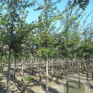 Prunus subh. 'Autumnalis Rosea' 6-8 HO draadkluit