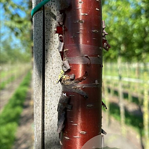 Prunus serrula 10-12 HO draadkluit