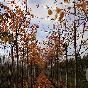 Prunus ser. 'Sunset Boulevard' 14-16 HO draadkluit