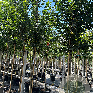 Prunus 'Umineko' 14-16 HO container