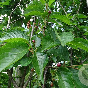 Prunus 'Umineko' 14-16 HO container