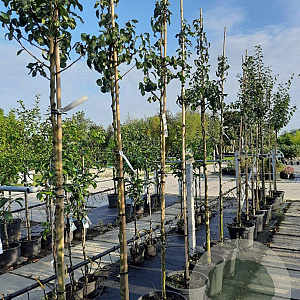 Pyrus c. 'Conference' 8-10 HO container