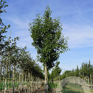 Pyrus calleryana 'Redspire' 18-20 HO draadkluit