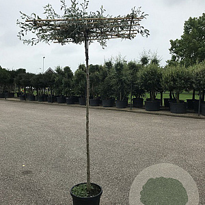 Pyrus salicifolia 'Pendula' 10-12 HO container 240 cm stam dakvorm 120