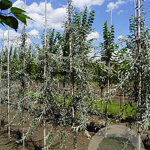 Pyrus salicifolia 'Pendula' 6-8 HO draadkluit