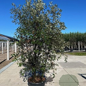 Quercus ilex 10-12 HO container 150 cm stam 120x120 scherm