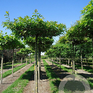 Quercus palustris 12-14 HO draadkluit 240 cm stam dakvorm 120