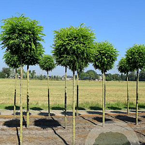 Robinia ps. 'Umbraculifera' 8-10 HO draadkluit 220 cm stam