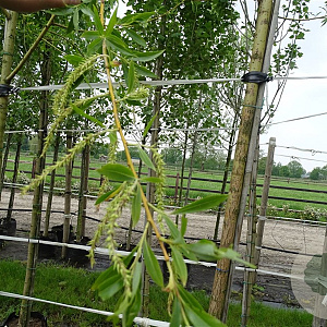 Salix alba 'Chermesina' 18-20 HO container