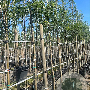 Sorbus 'Dodong' 12-14 HO container