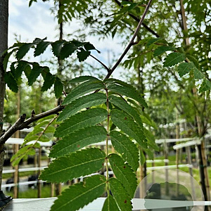 Sorbus 'Dodong' 12-14 HO container