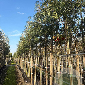 Sorbus 'Dodong' 12-14 HO container