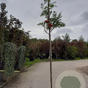 Sorbus 'Dodong' 8-10 HO container