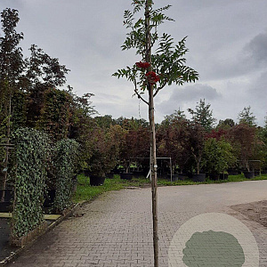 Sorbus 'Dodong' 8-10 HO container