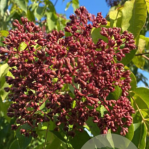 Tetradium daniellii 10-12 HO container