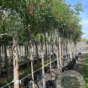 Tetradium daniellii 10-12 HO container