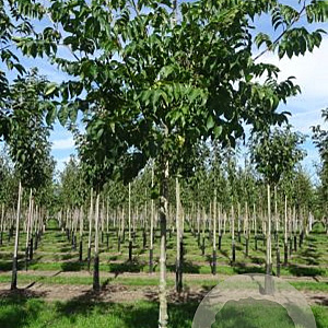 Tetradium daniellii 6-8 HO draadkluit