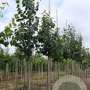 Tilia cordata 'Greenspire' 8-10 HO draadkluit