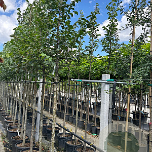 Tilia cordata 12-14 HO container