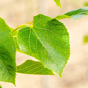 Tilia europaea 'Euchlora' 10-12 HO draadkluit