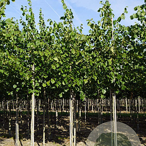Tilia europaea 'Pallida' 12-14 HO draadkluit
