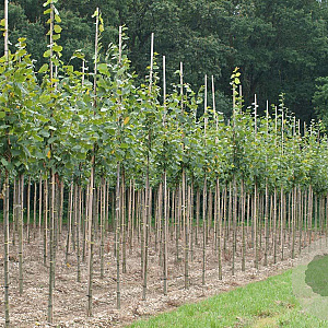 Tilia europaea 'Pallida' 12-14 HO draadkluit