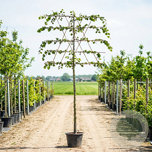 Tilia europaea 'Pallida' 14-16 HO container 150 cm stam 5 etages