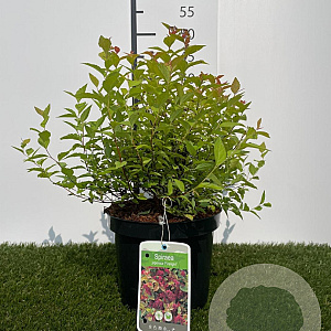 Spiraea jap. 'Firelight' 25-30 cm 3,0L