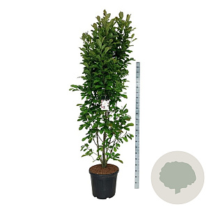 Magnolia loebneri 'Merrill' 200-225 cm cont. 55L extra