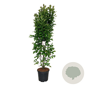 Magnolia loebneri 'Merrill' 200-225 cm cont. 55L extra