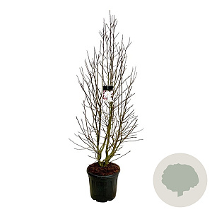 Magnolia loebneri 'Merrill' 200-225 cm cont. 55L extra