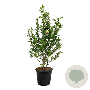 Magnolia loebneri 'Wildcat' 125-150 cm cont. 55L extra