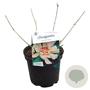 Calycanthus 'Venus' 25-30 cm 3,5L