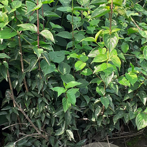 Cornus mas 125-150 cm met kluit struik