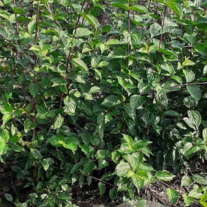 Cornus mas 125-150 cm met kluit struik